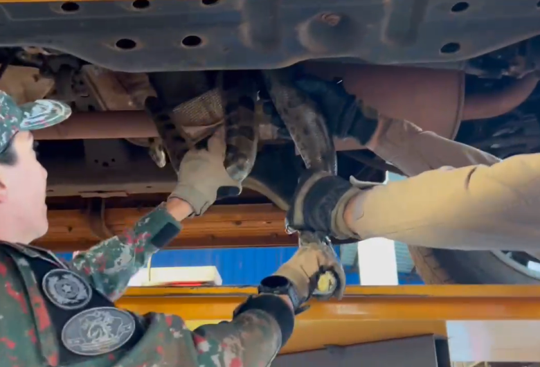 MS registra média de um atendimento por dia após ataque de serpente