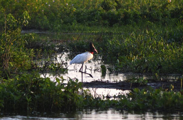 Governo vai pagar produtores que preservam áreas do Pantanal em MS