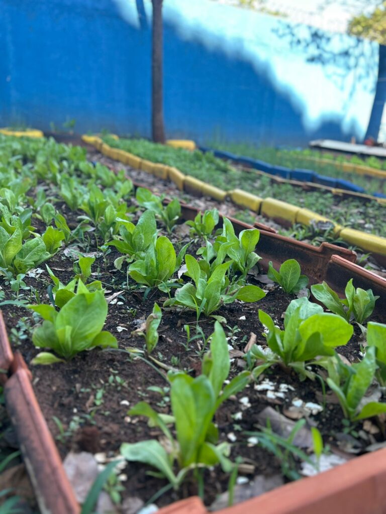 FAC Sustentável leva educação ambiental e hortas a escolas de Campo Grande FAC Sustentável leva educação ambiental e hortas a escolas de Campo Grande