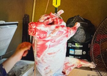 Furto de carneiros é esclarecido em Anaurilândia em menos de 48 horas