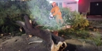 Queda de árvore interdita rua no centro