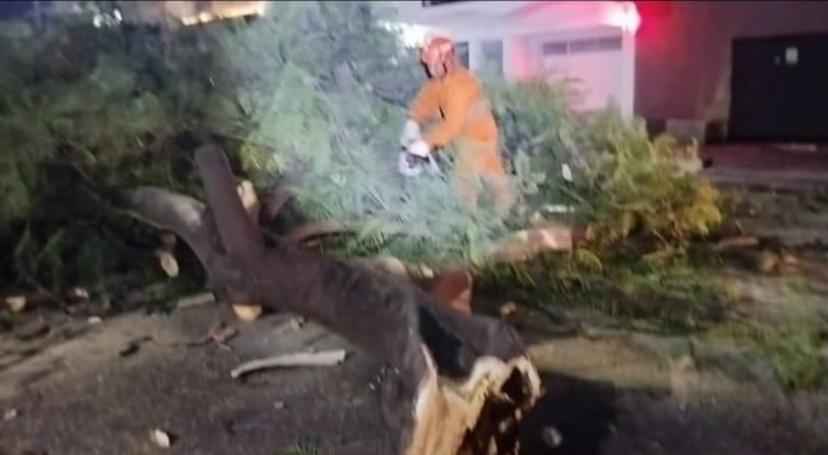 Queda de árvore interdita rua no centro