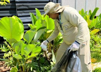 Tecnologia com mosquitos reduz em mais de 60% os casos de dengue em áreas monitoradas Tecnologia com mosquitos reduz em mais de 60% os casos de dengue em áreas monitoradas