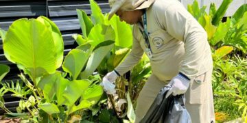 Tecnologia com mosquitos reduz em mais de 60% os casos de dengue em áreas monitoradas