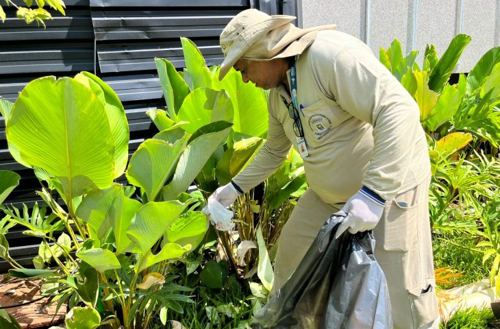 Tecnologia com mosquitos reduz em mais de 60% os casos de dengue em áreas monitoradas