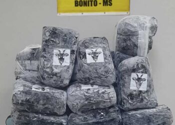 Skunk avaliado em R$ 140 mil é apreendido em ônibus na BR-262 Skunk avaliado em R$ 140 mil é apreendido em ônibus na BR-262