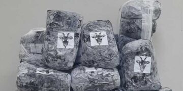 Skunk avaliado em R$ 140 mil é apreendido em ônibus na BR-262