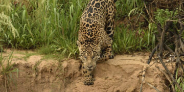 Projeto vai mapear onças-pintadas na Serra do Amolar e apoiar convivência com comunidades