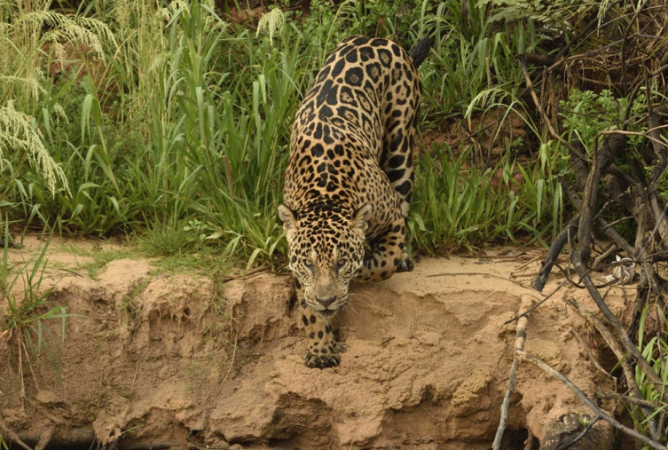 Projeto vai mapear onças-pintadas na Serra do Amolar e apoiar convivência com comunidades
