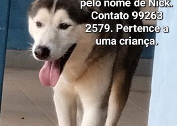 Cachorro desaparece na região da Tijuca e família pede ajuda para encontrá-lo