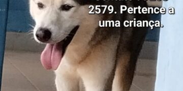 Cachorro desaparece na região da Tijuca e família pede ajuda para encontrá-lo