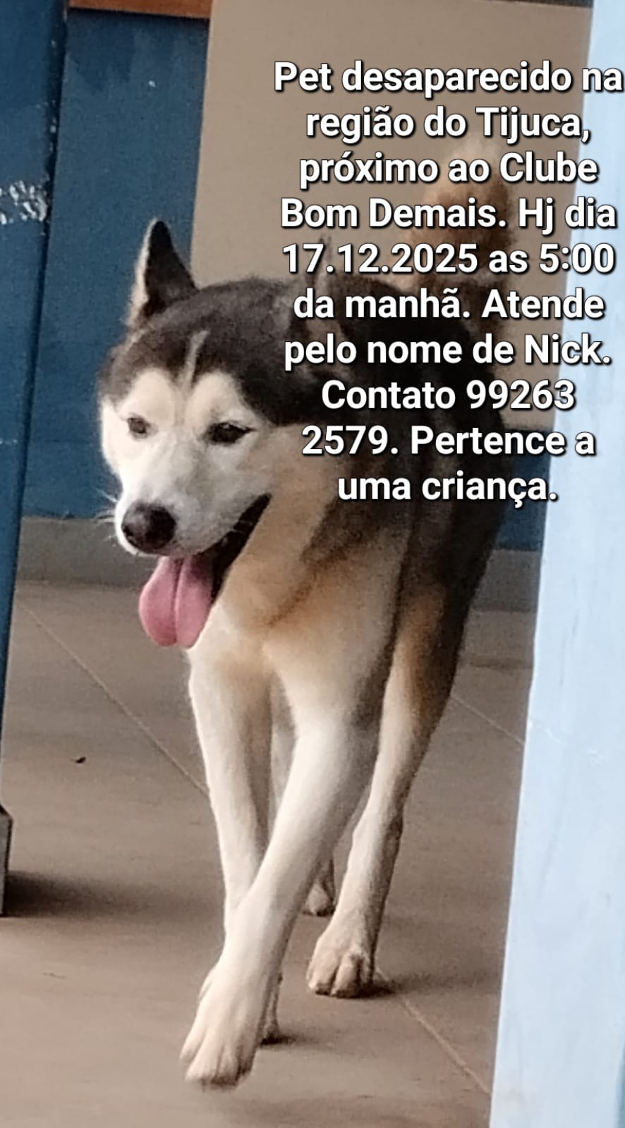 Cachorro desaparece na região da Tijuca e família pede ajuda para encontrá-lo