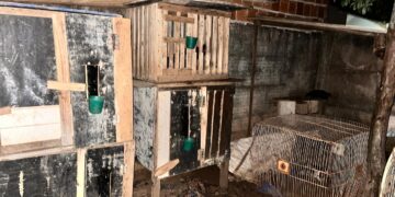 Polícia fecha rinha de galos e prende responsável em Chapadão do Sul