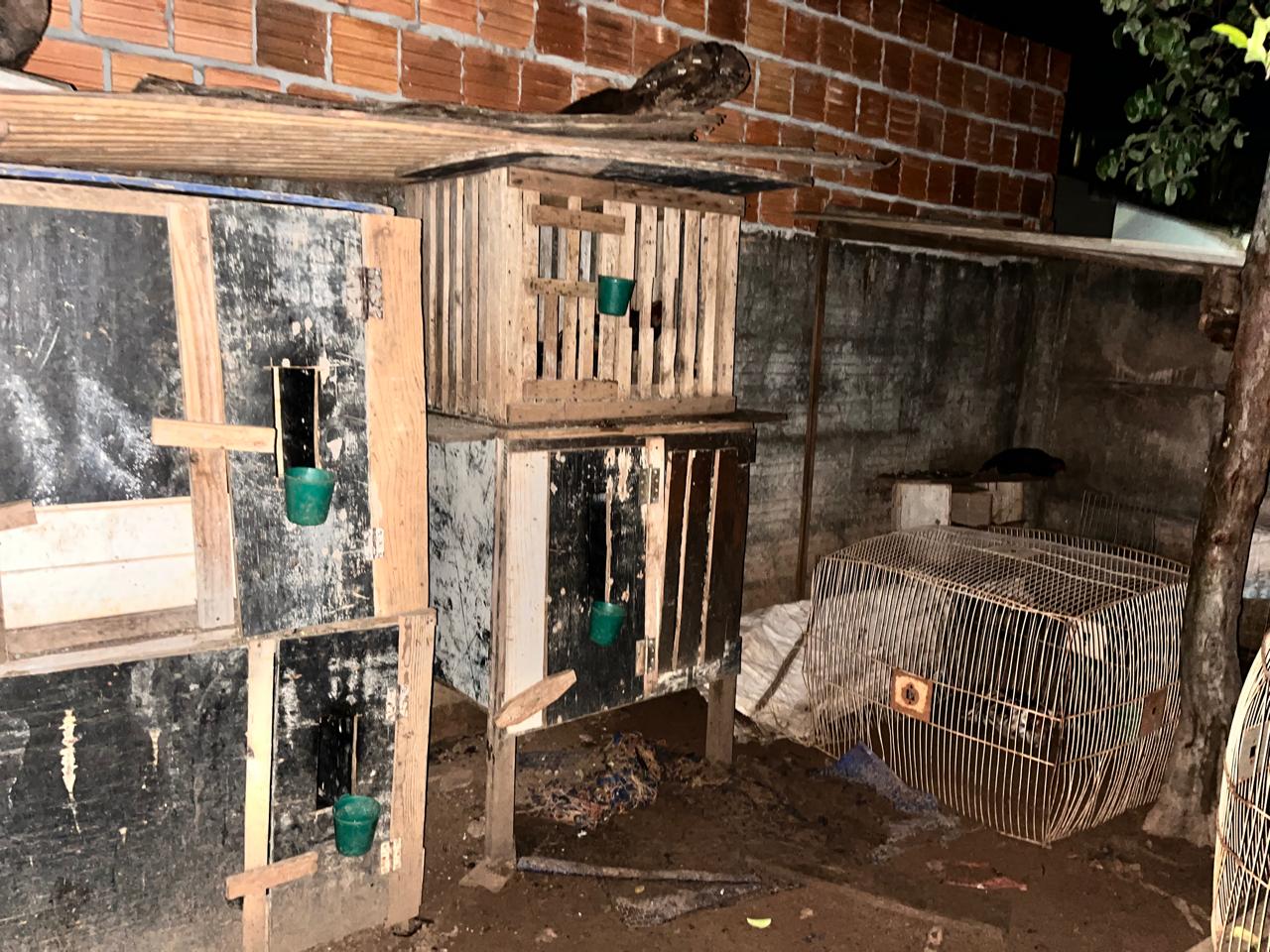 Polícia fecha rinha de galos e prende responsável em Chapadão do Sul