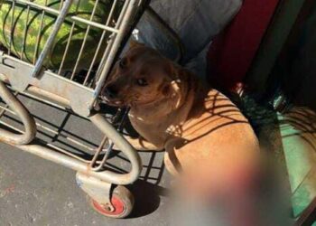 Crueldade: cão tem rabo decepado e caso gera indignação em MS