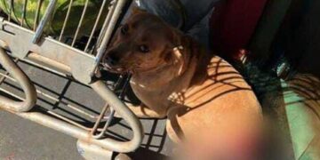 Crueldade: cão tem rabo decepado e caso gera indignação em MS