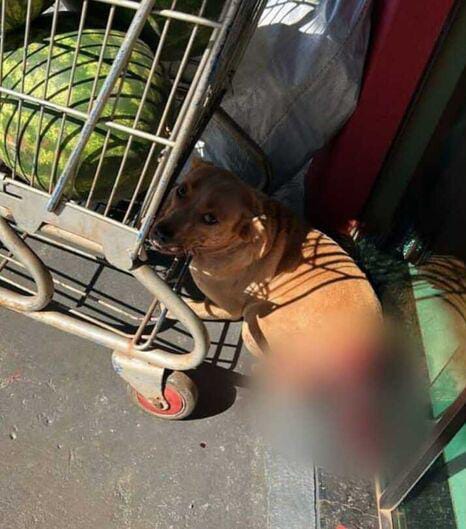 Crueldade: cão tem rabo decepado e caso gera indignação em MS