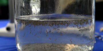 Mato Grosso do Sul registra 400 casos prováveis de dengue em 2026