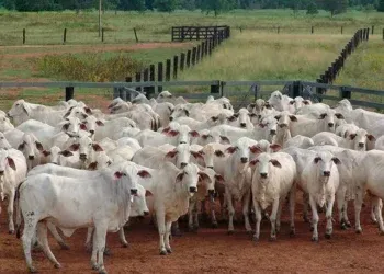 Empresária perde R$ 60 mil em golpe envolvendo venda de gado Empresária perde R$ 60 mil em golpe envolvendo venda de gado