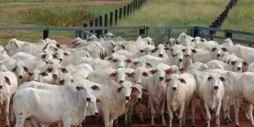 Empresária perde R$ 60 mil em golpe envolvendo venda de gado