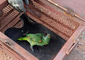 Bombeiros resgatam papagaio no interior de MS