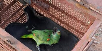 Bombeiros resgatam papagaio no interior de MS
