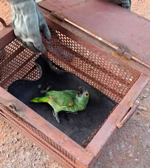 Bombeiros resgatam papagaio no interior de MS
