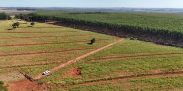 Campo Grande sedia encontro estratégico de logística florestal