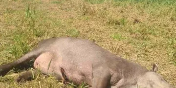 Anta na BR-060 causa acidente, mas motorista sai ileso