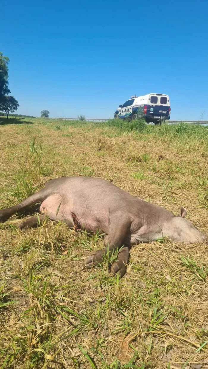 Anta na BR-060 causa acidente, mas motorista sai ileso