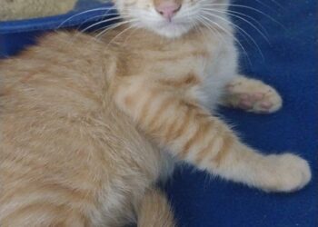 Amicats realiza feira de adoção de gatos neste sábado