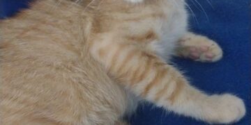 Amicats realiza feira de adoção de gatos neste sábado