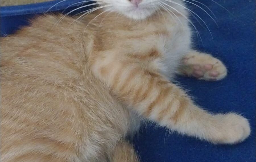 Amicats realiza feira de adoção de gatos neste sábado