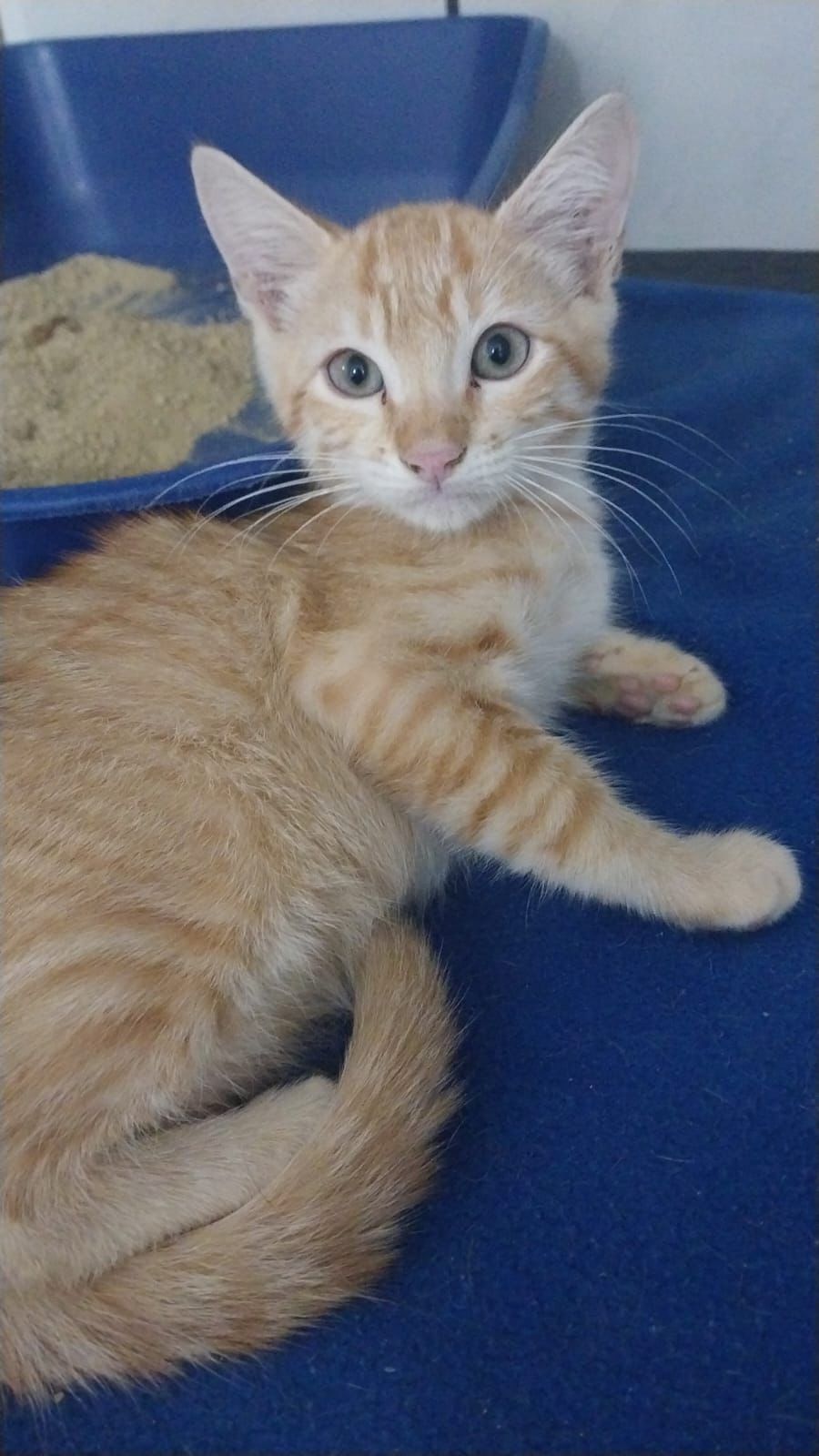 Amicats realiza feira de adoção de gatos neste sábado