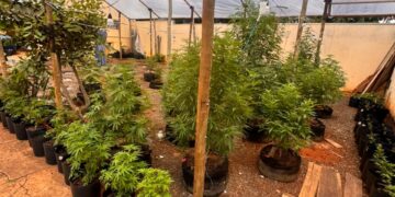 Idosos são presos após polícia encontrar cultivo irregular de maconha em casa