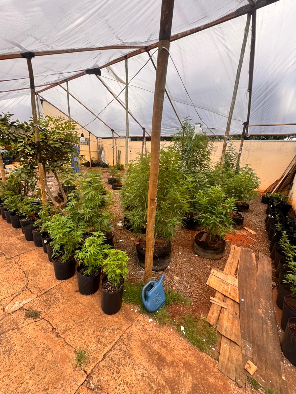 Idosos são presos após polícia encontrar cultivo irregular de maconha em casa