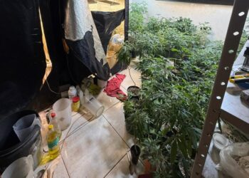 Residência abrigava estrutura completa para produção ilegal de maconha Residência abrigava estrutura completa para produção ilegal de maconha