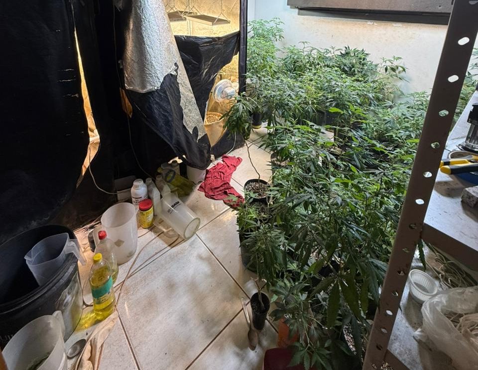Residência abrigava estrutura completa para produção ilegal de maconha