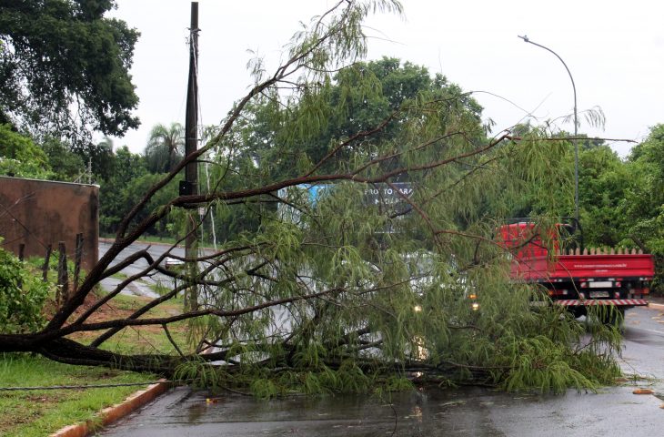 Chuvas de verão aumentam risco de queda de árvores; veja como agir