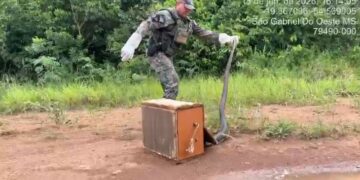 PMA resgata sucuri-verde que ameaçava animais domésticos