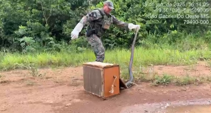 PMA resgata sucuri-verde que ameaçava animais domésticos