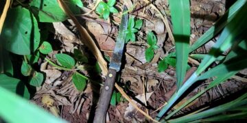 Homem é preso por tentativa de estupro após abordar corredora em Avenida