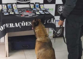 Mulher é presa com 2,5 kg de haxixe em ônibus interestadual