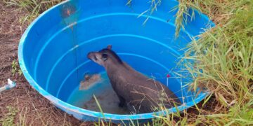 Anta de 350 quilos é resgatada após cair em reservatório no Parque dos Poderes