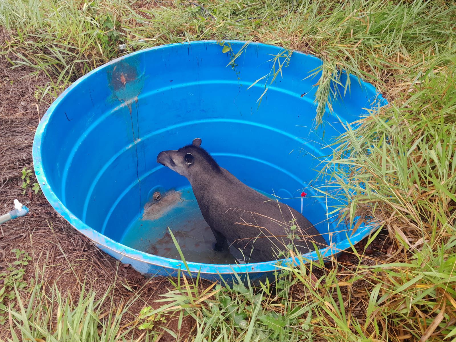 Anta de 350 quilos é resgatada após cair em reservatório no Parque dos Poderes