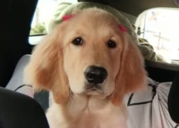Sky sumiu: família procura filhote golden que fugiu no Nova Lima Sky sumiu: família procura filhote golden que fugiu no Nova Lima
