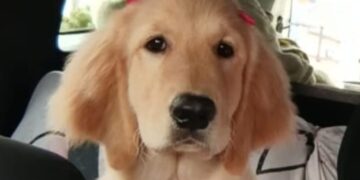 Sky sumiu: família procura filhote golden que fugiu no Nova Lima