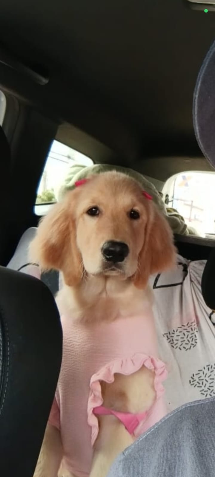 Sky sumiu: família procura filhote golden que fugiu no Nova Lima