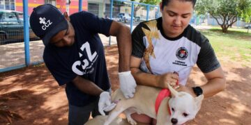 Equipes da GCZ aplicam vacina antirrábica na região do Anhanduizinho 