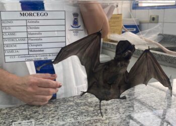 GCZ confirma o terceiro caso de raiva em morcegos 